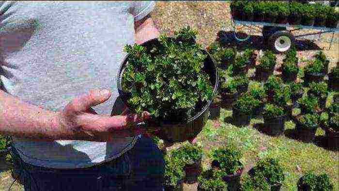 how to grow boxwood at home