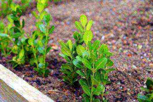 kung paano palaguin ang boxwood sa bahay