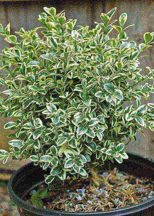 how to grow boxwood at home