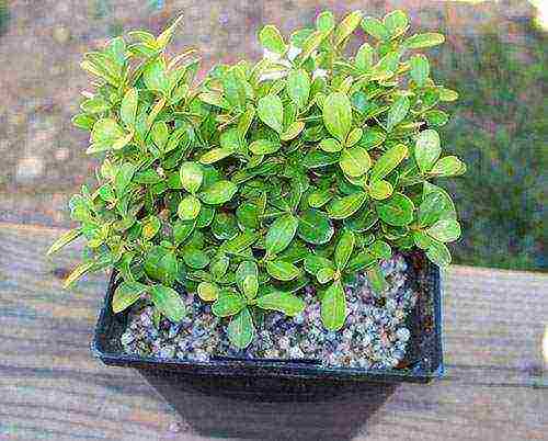 how to grow boxwood at home