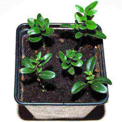 how to grow boxwood at home