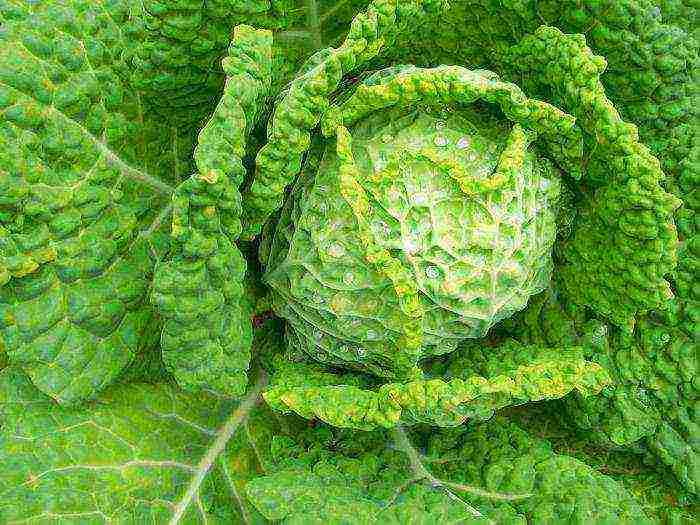 how to grow savoy cabbage outdoors