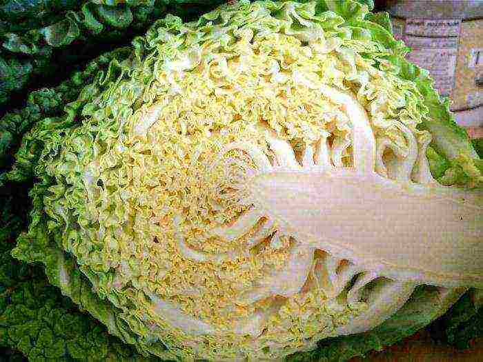 kung paano palaguin ang savoy cabbage sa labas