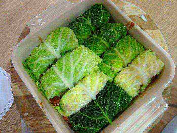 kung paano palaguin ang savoy cabbage sa labas