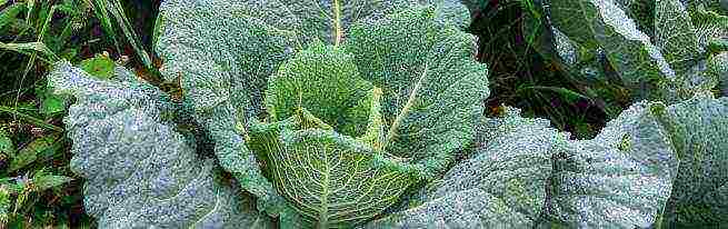 how to grow savoy cabbage outdoors