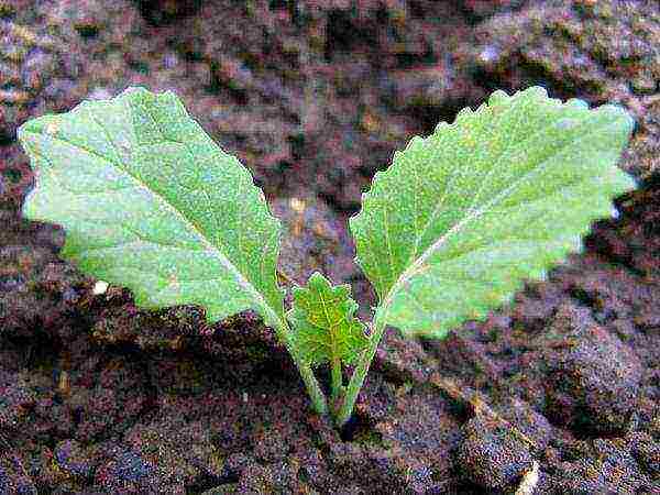 how to grow savoy cabbage outdoors