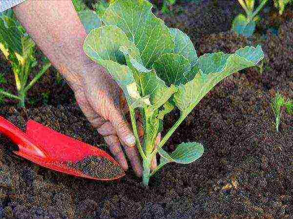 kung paano palaguin ang savoy cabbage sa labas