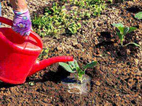 how to grow savoy cabbage outdoors