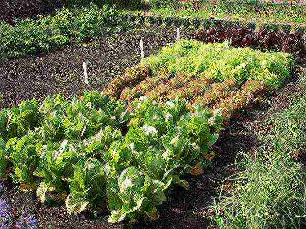 kung paano palaguin ang savoy cabbage sa labas