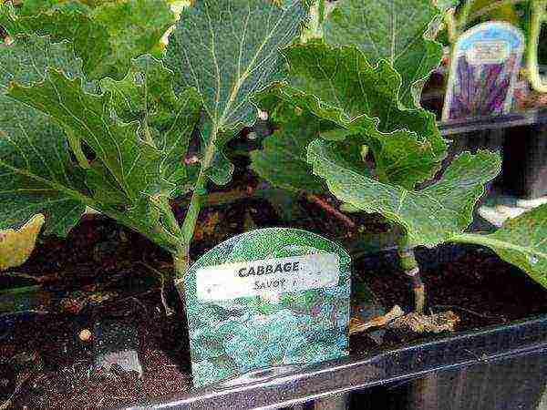 kung paano palaguin ang savoy cabbage sa labas