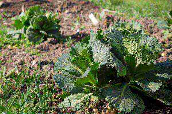how to grow savoy cabbage outdoors