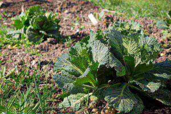 kung paano palaguin ang savoy cabbage sa labas