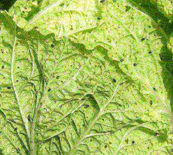 how to grow savoy cabbage outdoors