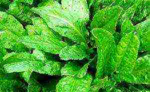 how to grow sorrel at home
