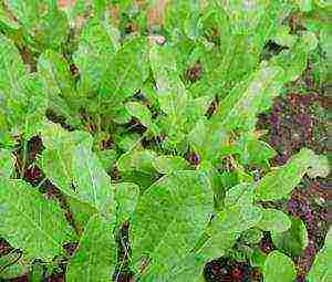 how to grow sorrel at home