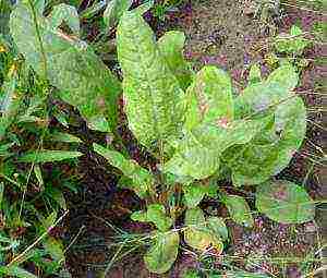 how to grow sorrel at home