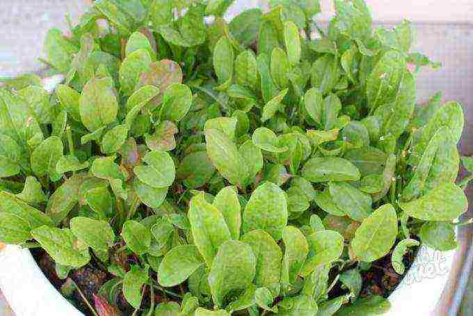 how to grow sorrel at home in winter