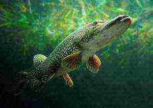 how to grow pike at home