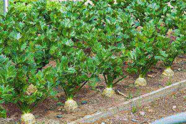 kung paano mapalago ang mga dahon ng celery sa labas