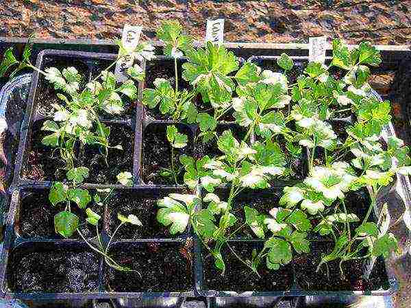 how to grow leafy celery outdoors