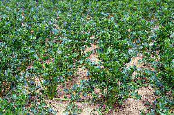 how to grow leafy celery outdoors