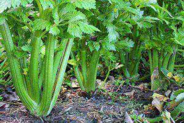how to grow leafy celery outdoors