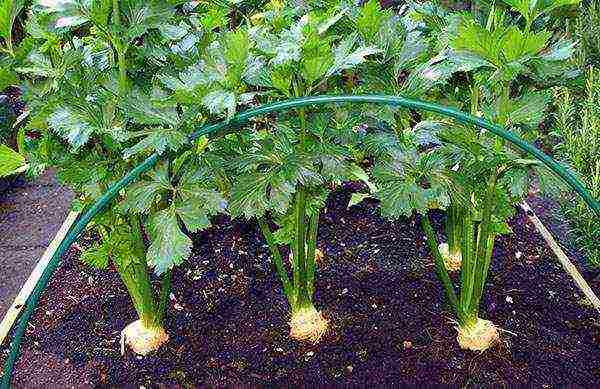 kung paano palaguin ang mga dahon ng celery sa labas