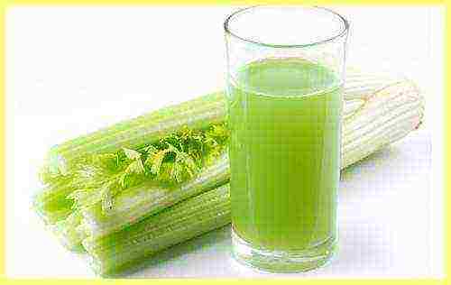 how to grow celery at home