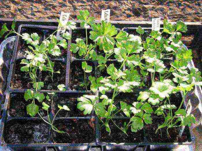 how to grow celery at home