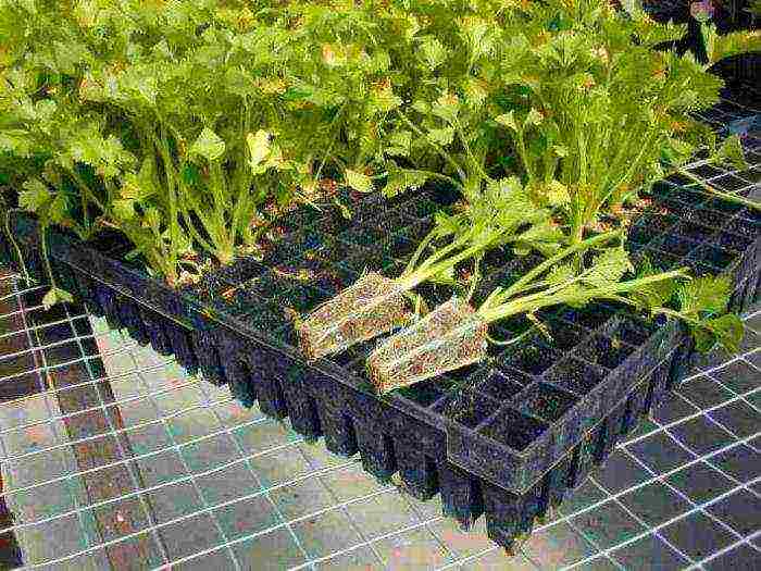 how to grow celery at home