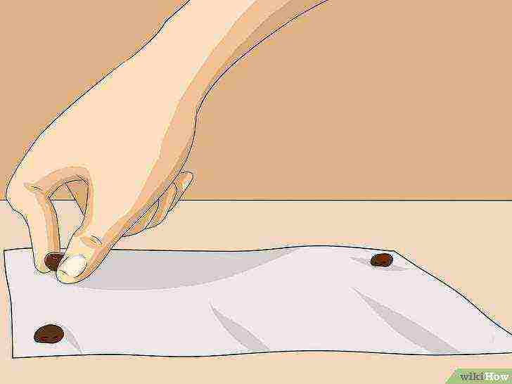 how to grow seeds at home