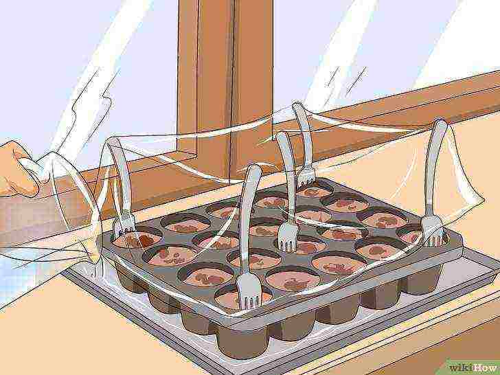 how to grow seeds at home