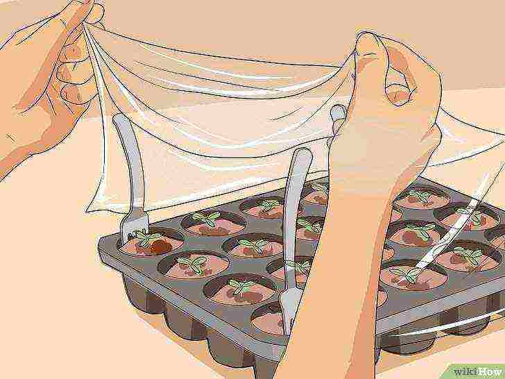 how to grow seeds at home