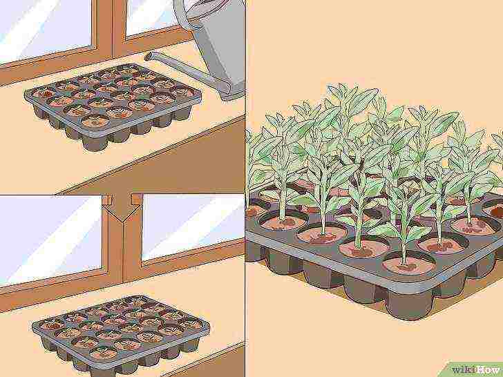 how to grow seeds at home