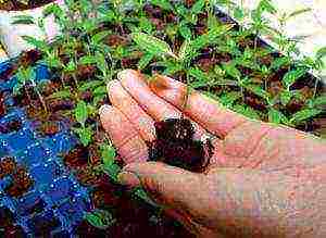 how to grow seeds at home