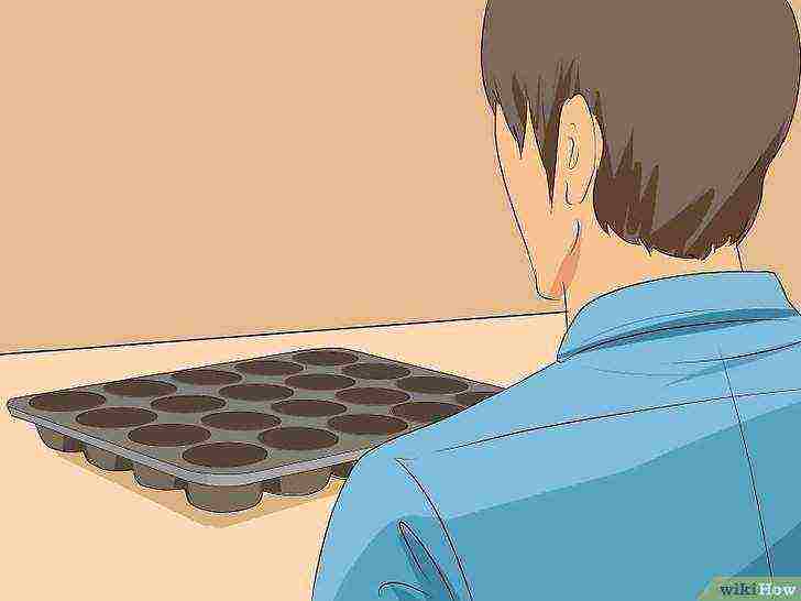 how to grow seeds at home