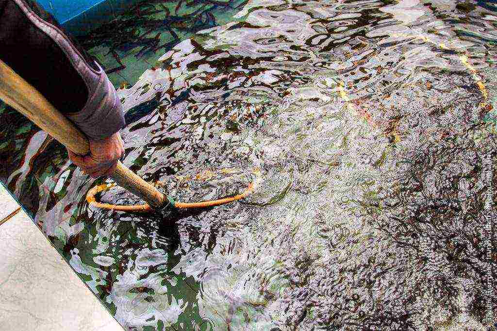 kung paano palaguin ang salmon sa bahay