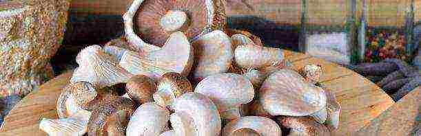 how to grow champignons on a personal plot