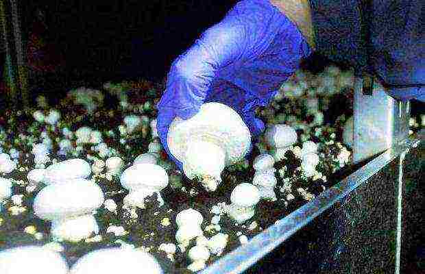 how to grow champignons on a personal plot