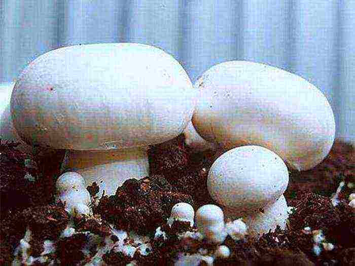 how to grow mushrooms in the basement of the garage in bags