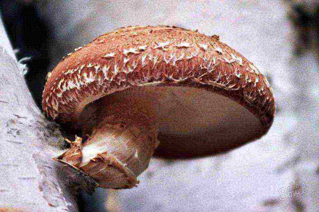 how to grow shiitake at home