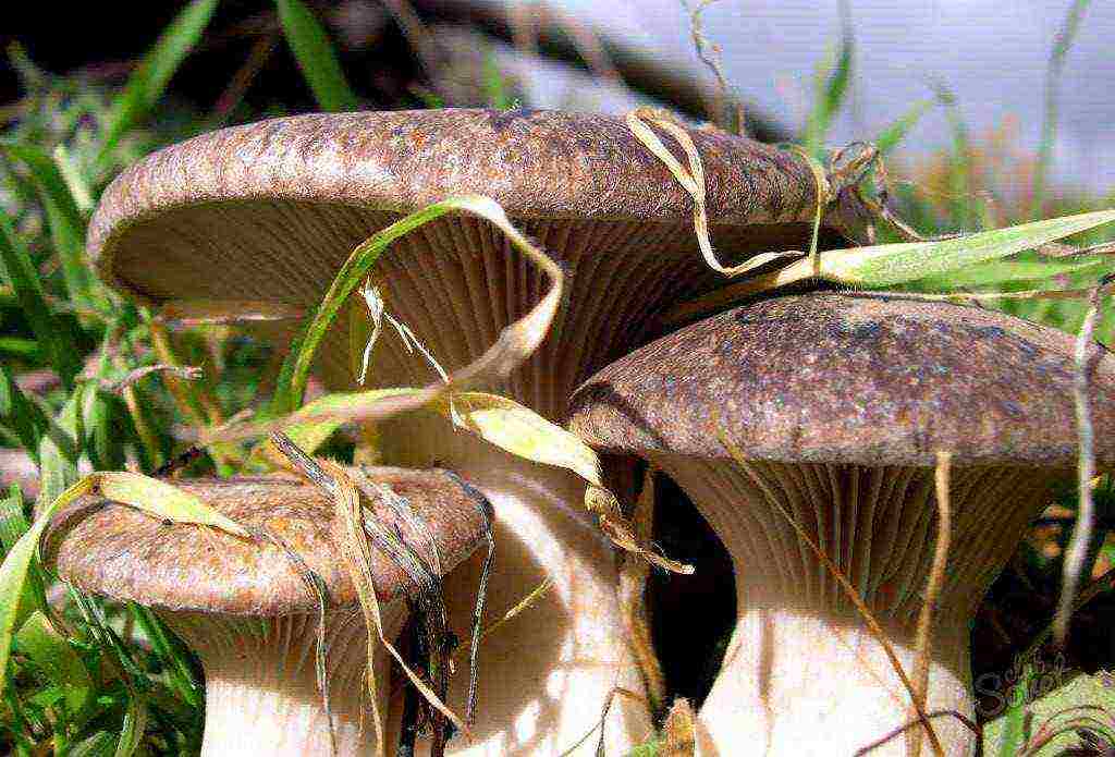 kung paano palaguin ang shiitake sa bahay