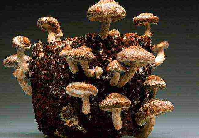 how to grow shiitake at home on stumps