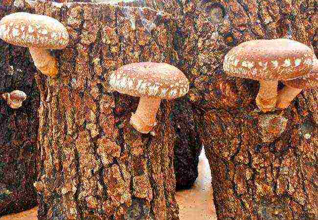 how to grow shiitake at home on stumps