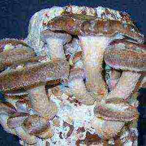 how to grow shiitake at home on stumps