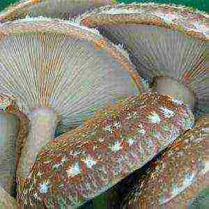 how to grow shiitake at home on stumps