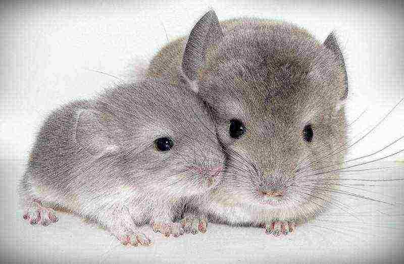 how to grow chinchillas at home