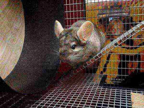how to grow chinchillas at home