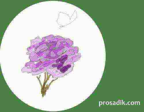 how to grow lilacs at home