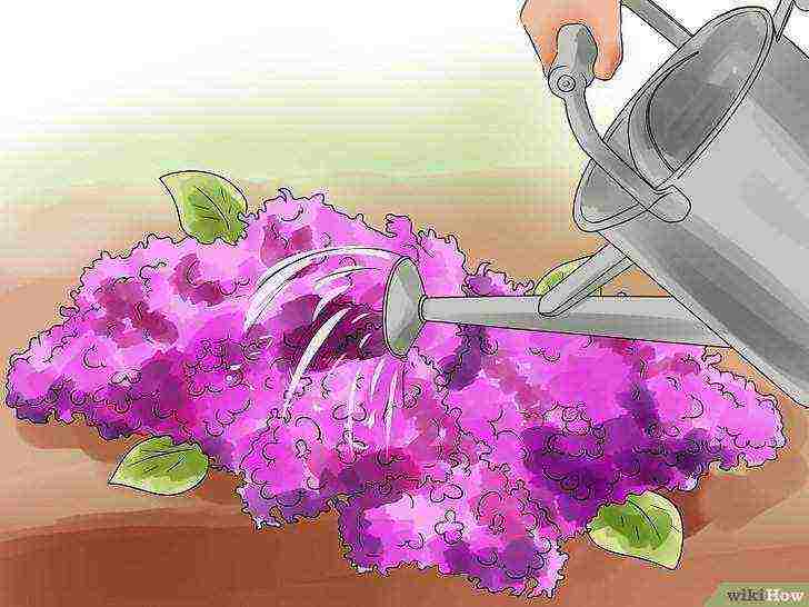 how to grow lilacs at home